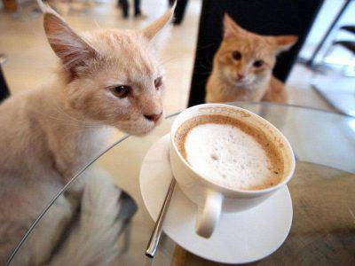 Gatto e caffè