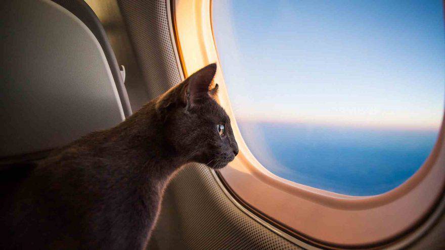 Gatto in aereo