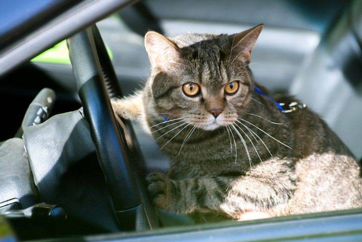 Gatto stress lingua fuori