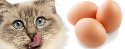 Gatto e uova fresche