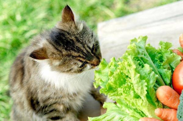 gatti: cibo estivo
