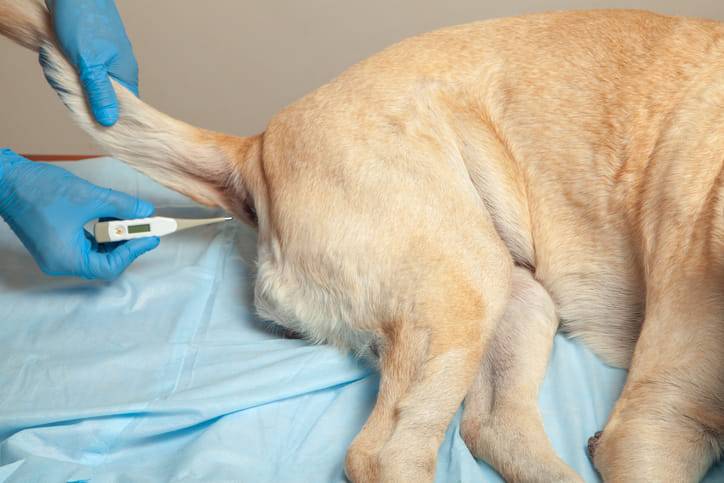 come misurare la febbre al cane