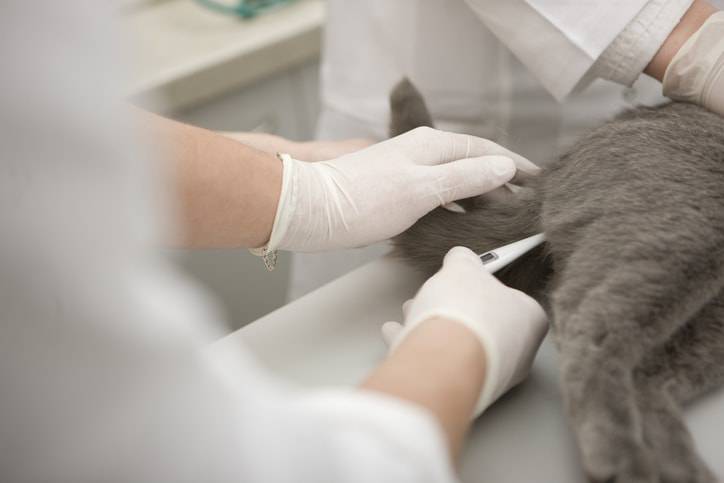 misurare la febbre al gatto termometro