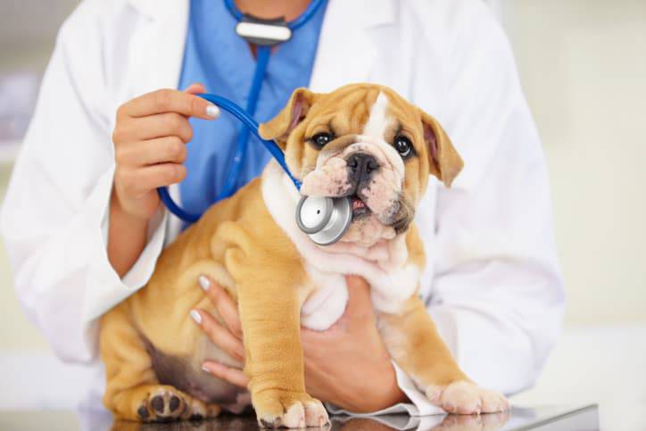 malattie cardiache nel cane