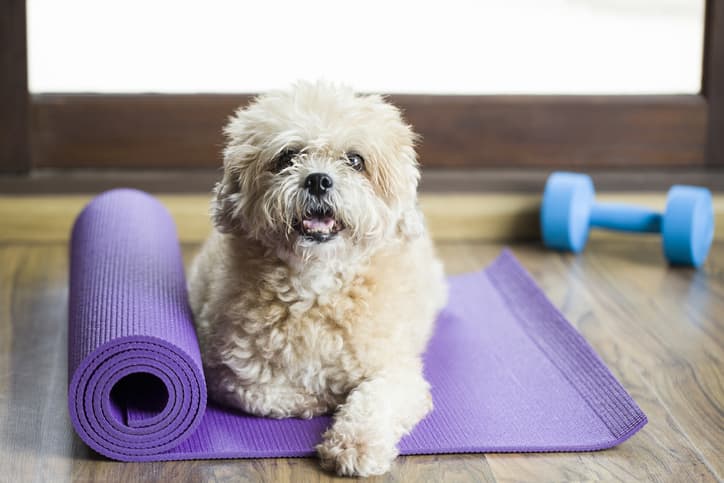 displasia dell'anca nel cane esercizi