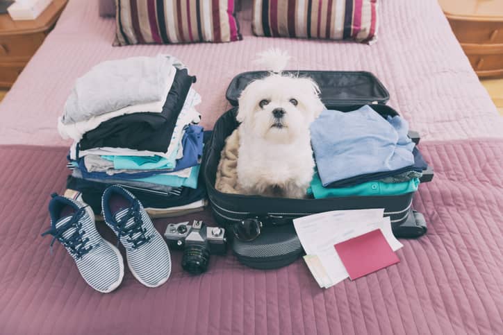 vacanze dove lasciare cane o gatto