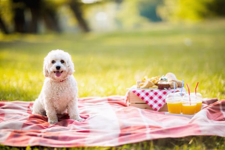 picnic con il cane