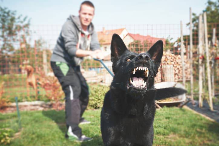 cane aggressivo cosa fare