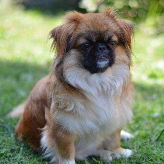 Razze brachicefale cani con muso schiacciato alla riscossa