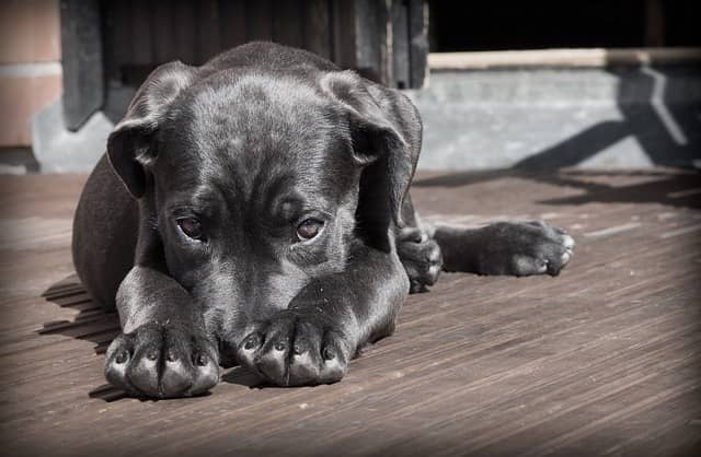 cane dipendente dal padrone