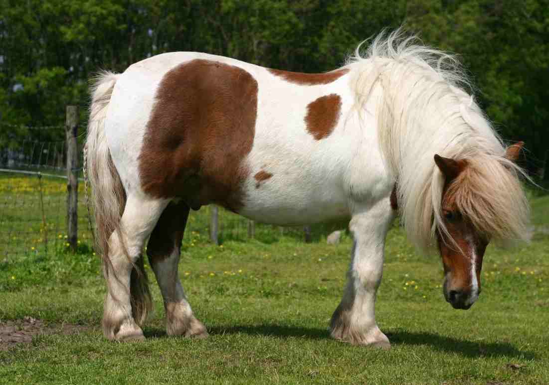 Piccolo Pony/Shetland & PONY TAGLIA bene in esecuzione in pelle Kincade da corsa inglesi 