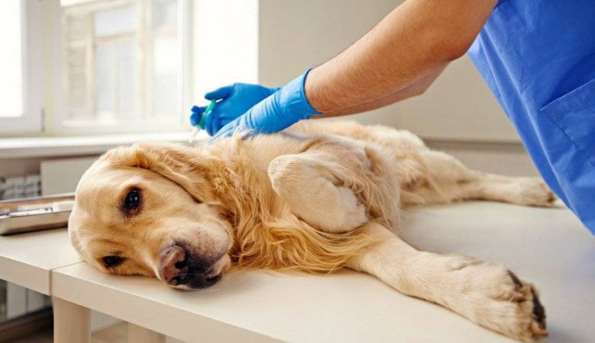 Sterilizzazione di un cane,sangue nelle urine