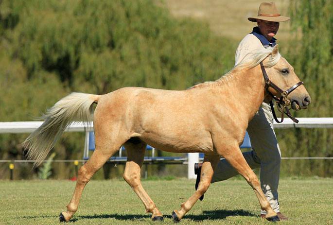 cavalli piccoli pony