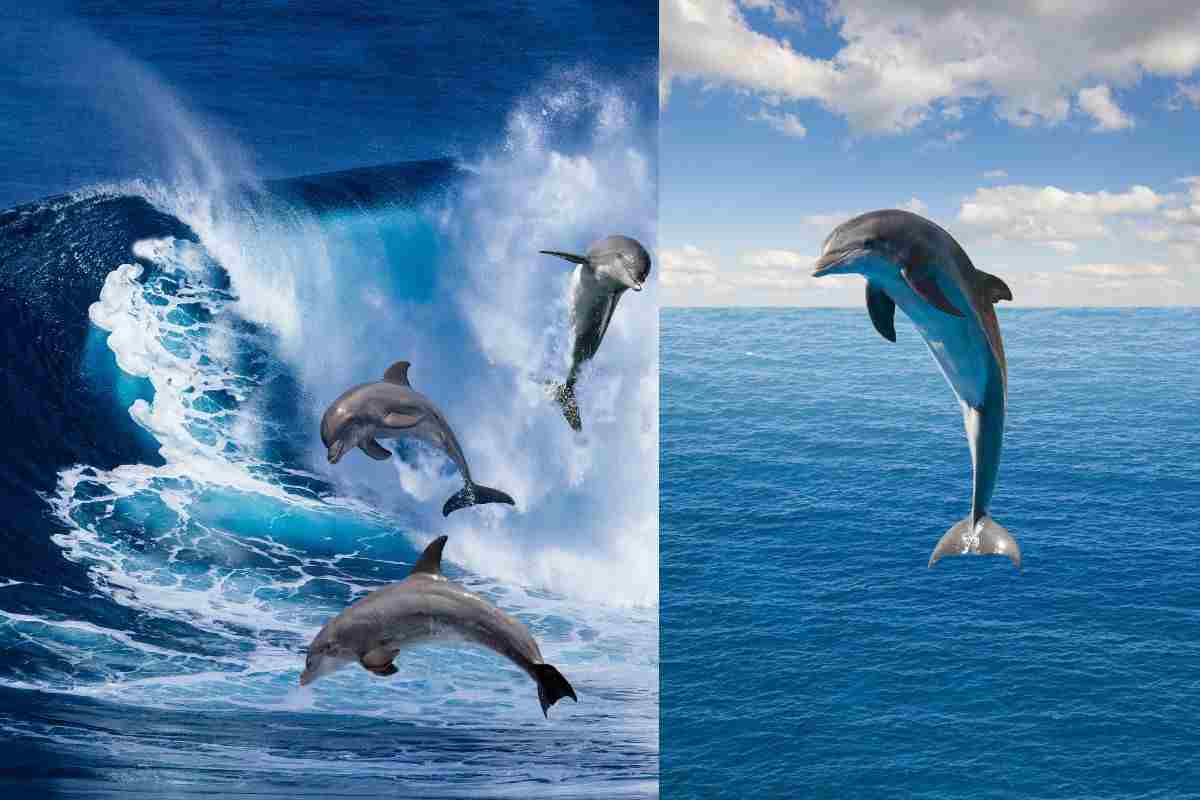 Delfini che saltano