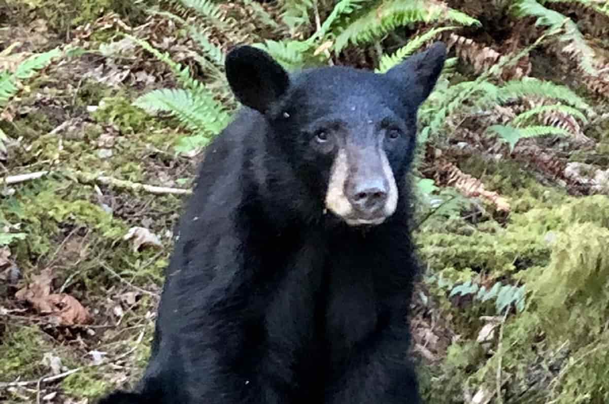 cucciolo orso ucciso