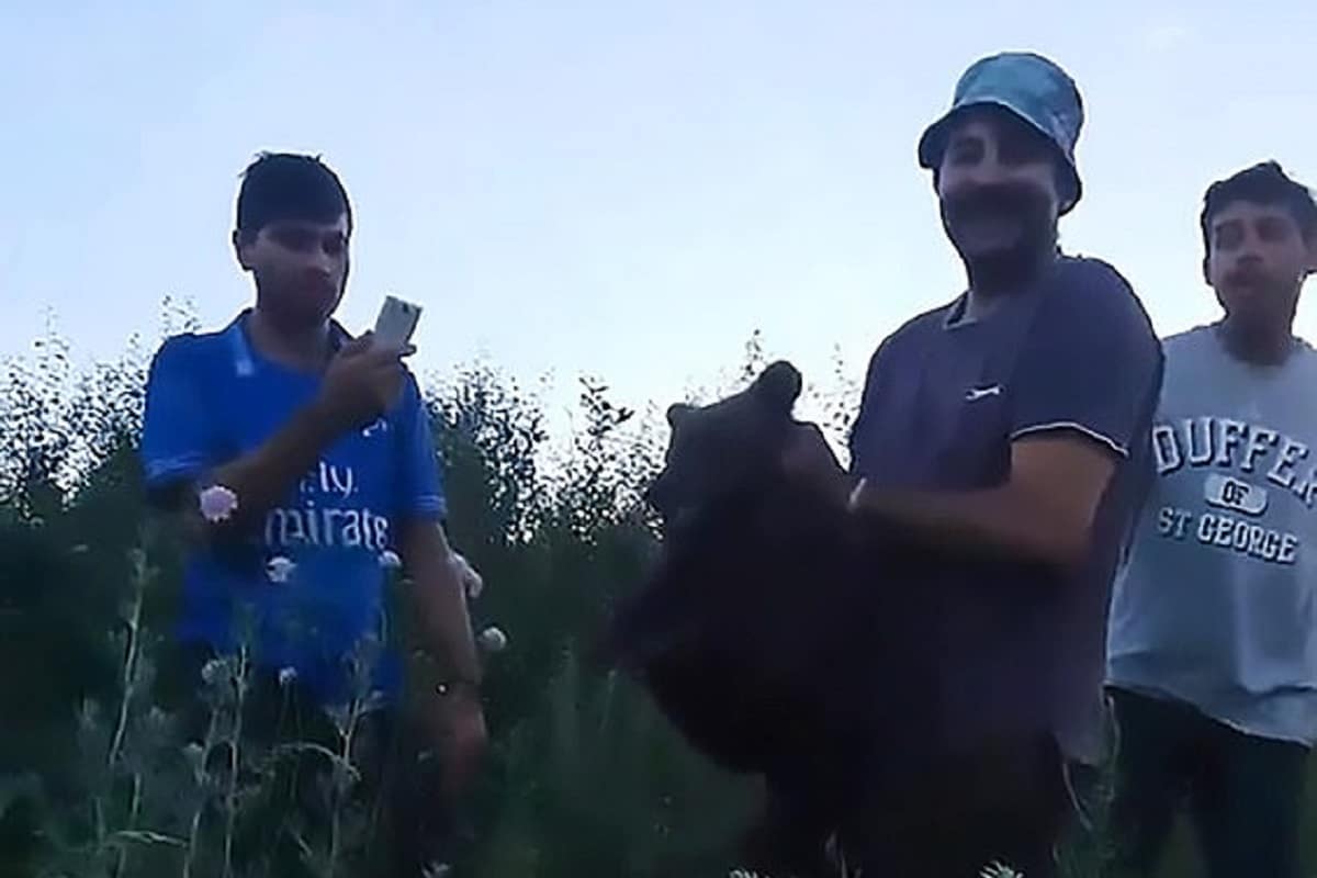cucciolo orso catturato