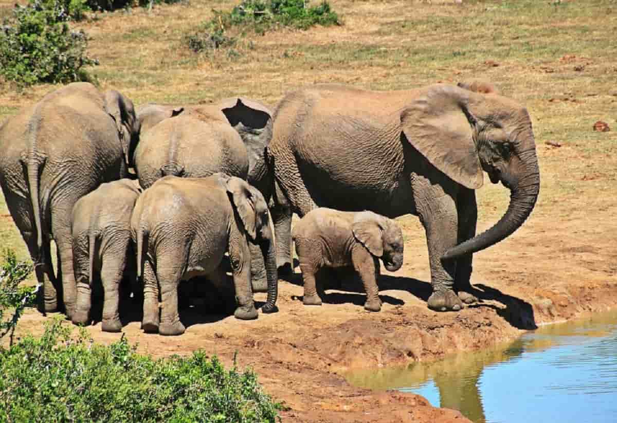elefanti abusati