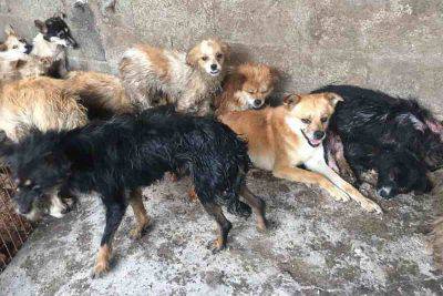 yulin salvati 62 cani
