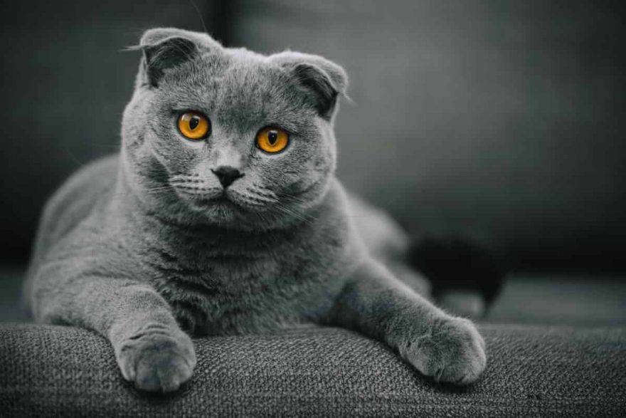 scottish fold