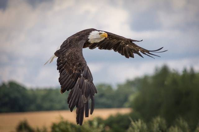 aquila in volo