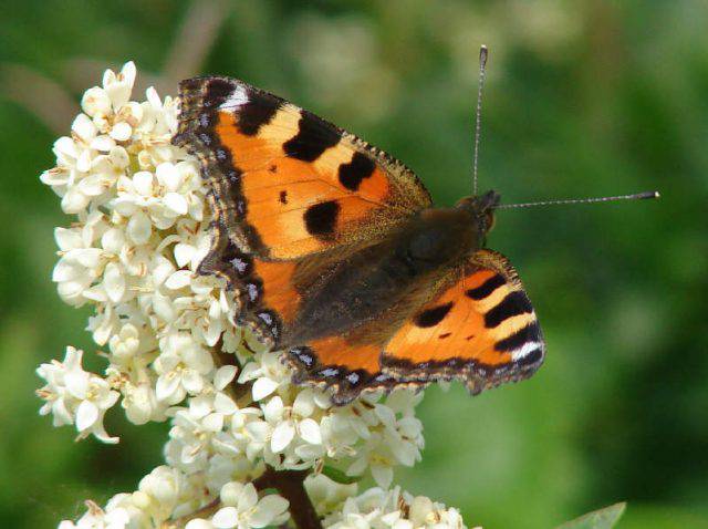 Farfalle italiane più famose: nomi, caratteristiche e ciclo vitale