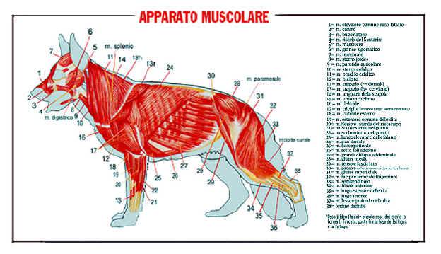 apparato muscolare del cane