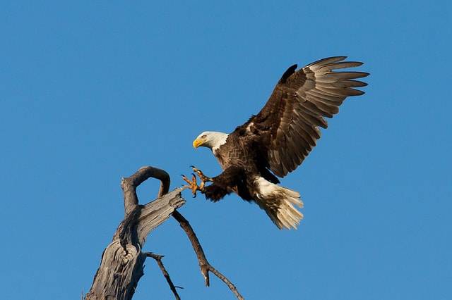 aquila leggende cultura