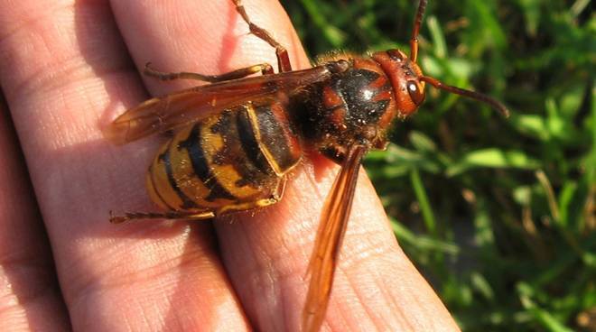 varietà api vespe calabroni