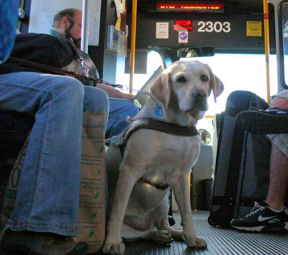 Trasporti pubblici cani e gatti