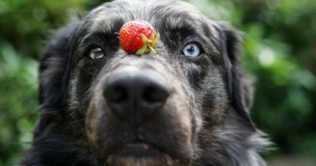 Fragole al cane