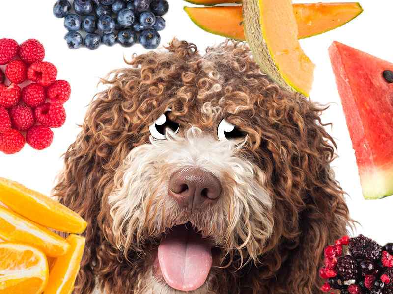 Alimentazione del cane in estate