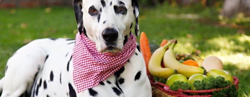 Frutta e verdura al cane