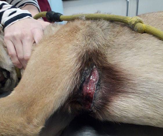 ferita pettorina cane