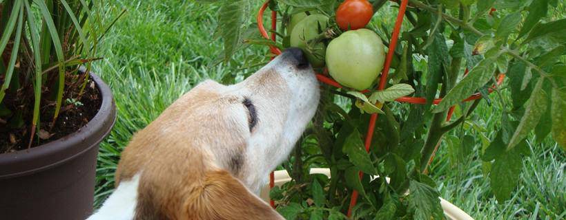 Pomodori al cane