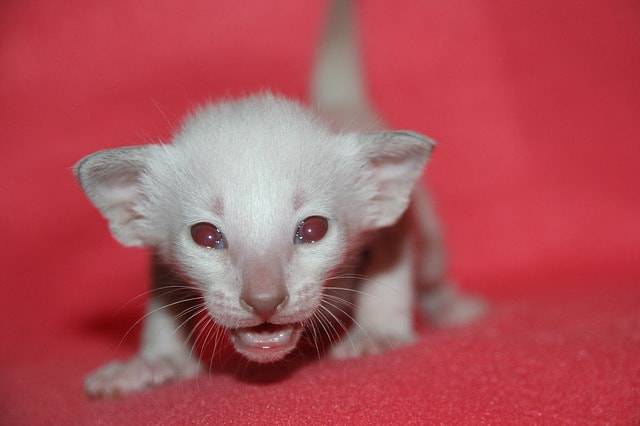 gatto albino cucciolo