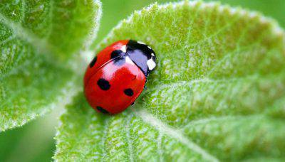 Coccinella in natura