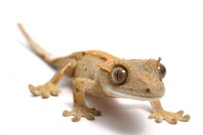 Crested gecko