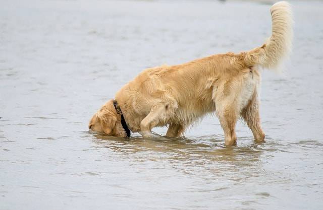 cane beve acqua di mare