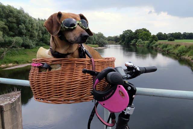 gita fuori porta con il cane