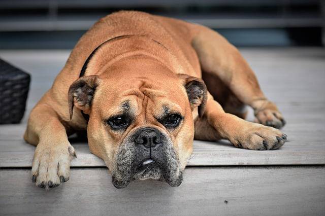 mal di schiena nel cane