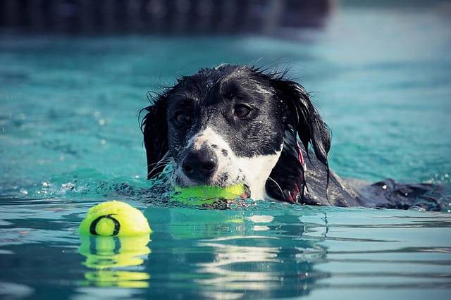 parchi giochi per cani piscina