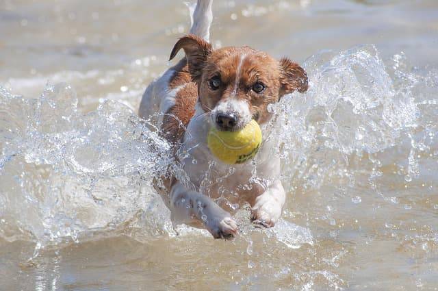 Giochi da fare con il cane all'aperto