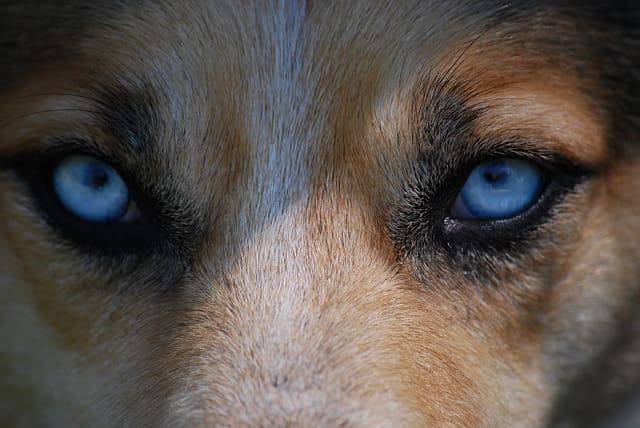 cane corpo estraneo nell'occhio