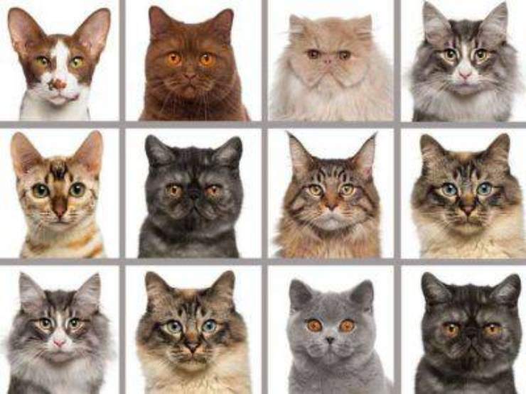 Razze Di Gatti Quali Sono E Che Caratteristiche Presentano