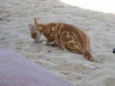 Gatto mangia la sabbia