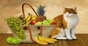 Il gatto mangia frutta e verdura