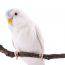 uccelli albini pappagallino