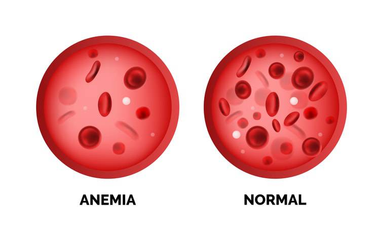 anemia nel gatto globuli rossi