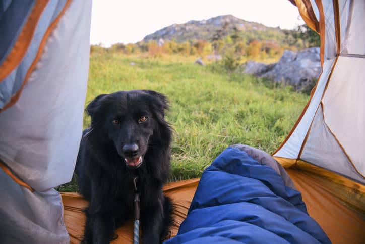 cane in campeggio