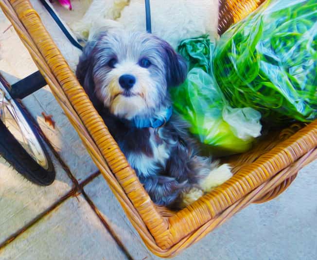 Frutta e verdura per il cane in estate